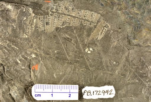 Pecopteris sp.