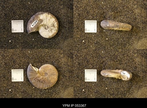 Discoscaphites conradi
