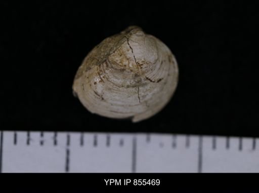 Limopsis striatopunctatus
