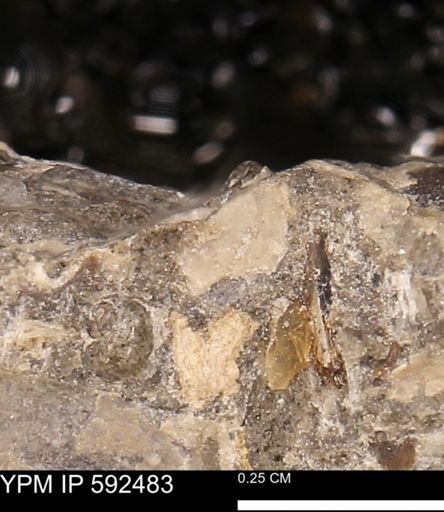 undet. Gastropoda
