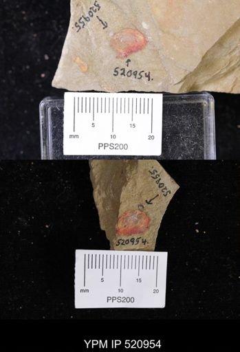 undet. Arthropoda