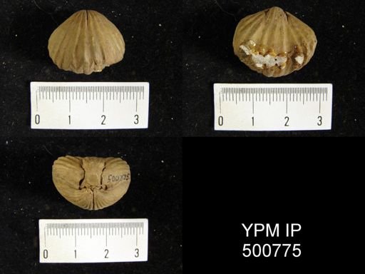 Rhynchonella daleidensis