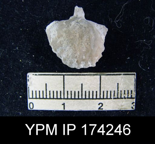 Meekella striatocostata