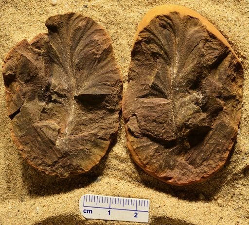 Aphlebia