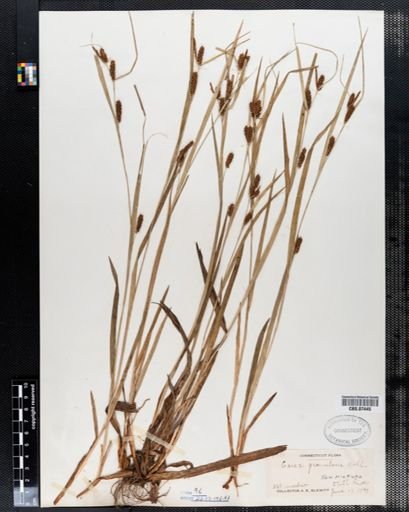 Carex granularis