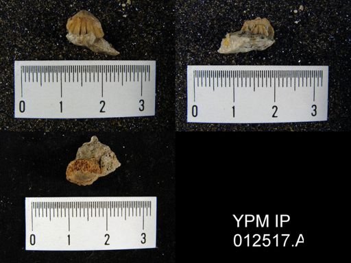 Pugnoides swallowianus