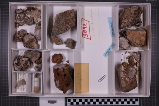 mixed taxa, stratigraphic collection