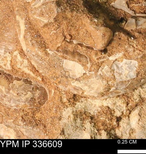 undet. Bivalvia