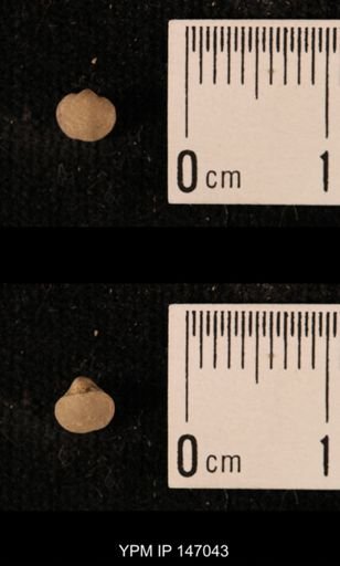 Ambocoelia planoconvexa