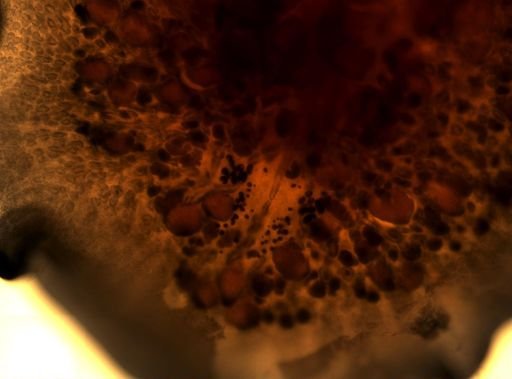 Pleioplana atomata