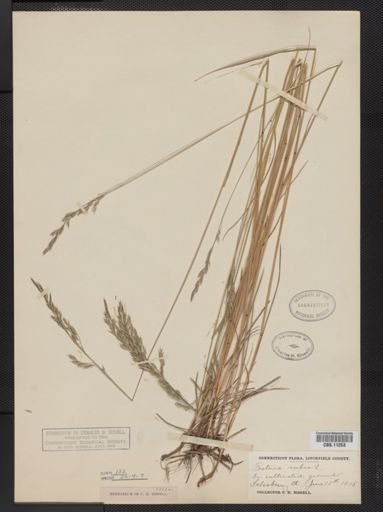 Festuca rubra