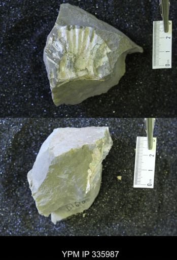 undet. Collignoniceratidae