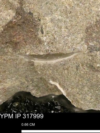undet. Mollusca