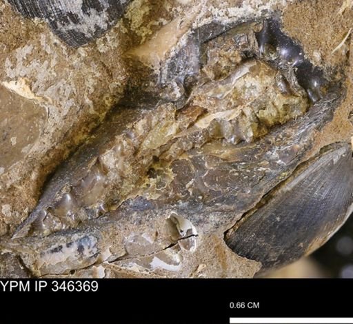 Sphenodiscidae?