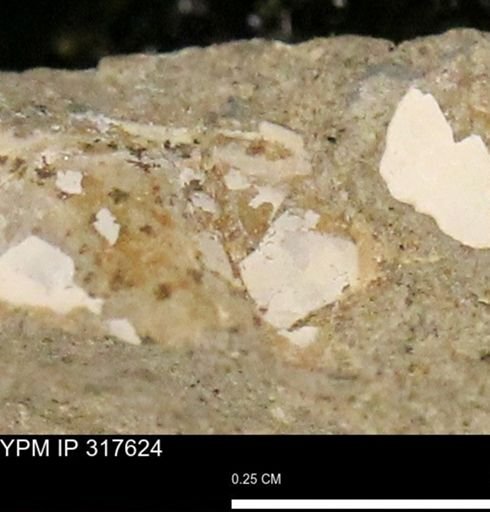 undet. Mollusca