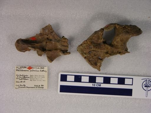 Cedrobaena putorius