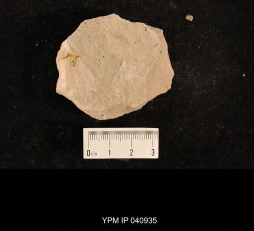 Lemmatophora typa
