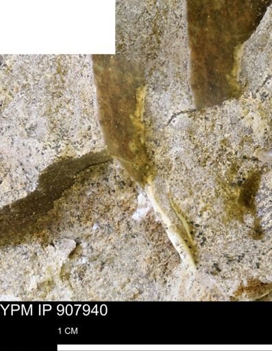 undet. Mollusca