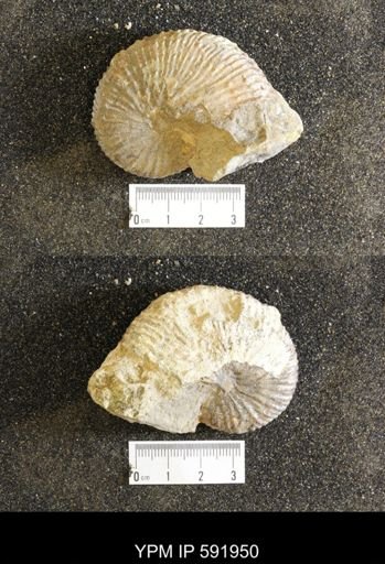 Jeletzkytes nebrascensis