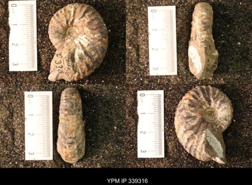 undet. Scaphitidae