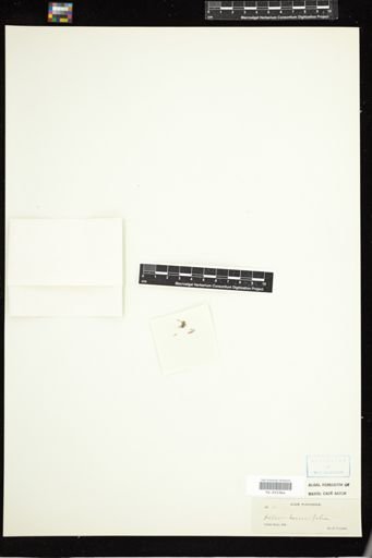 Delesseria tenuifolia