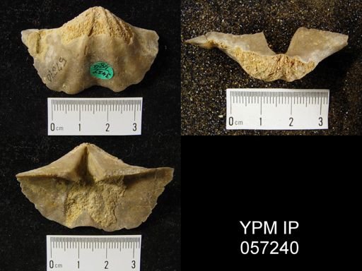 Macropleura macropleura