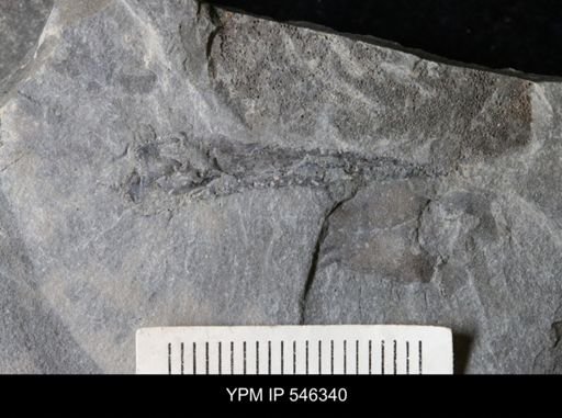 undet. Eurypterida