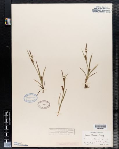 Carex crawei