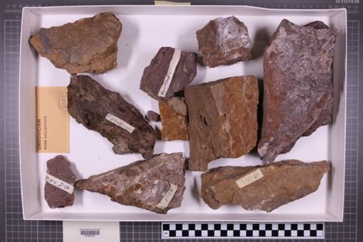 mixed taxa, stratigraphic collection