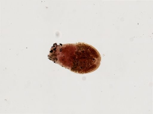 Prosthodendrium naviculum