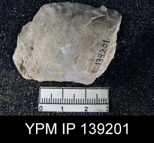 Derbya plicatella