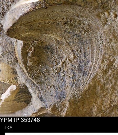 Limopsis striatopunctatus