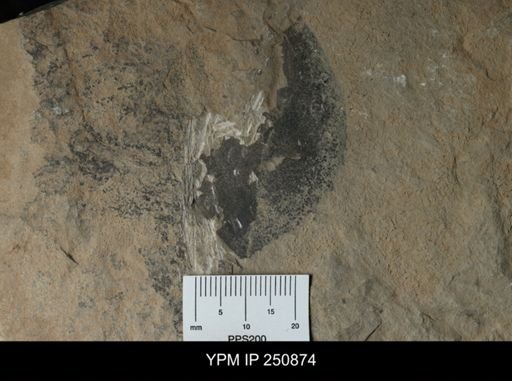 undet. Pterygotidae