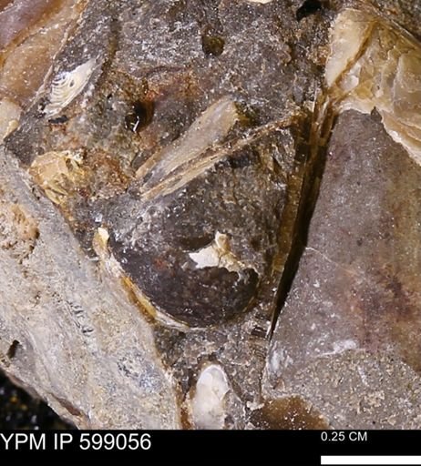 undet. Mollusca