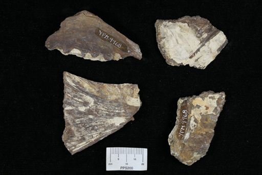 undet. Actinopterygii