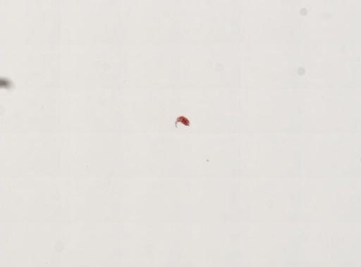 Trematoda