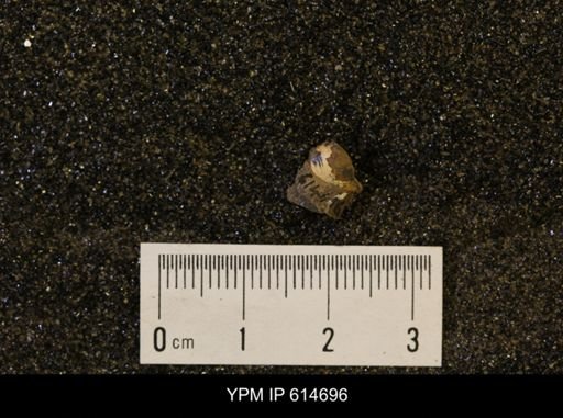 Oxytoma (Hypoxytoma) nebrascana
