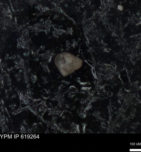 undet. Foraminiferida