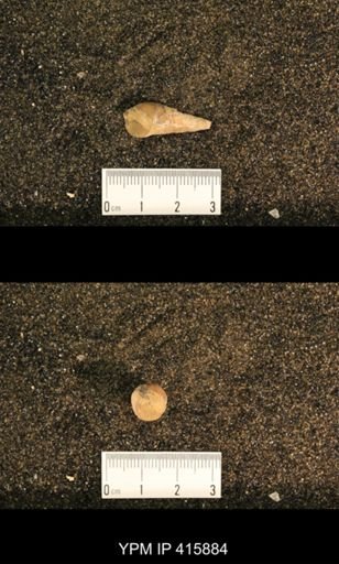 Meekospira choctawensis
