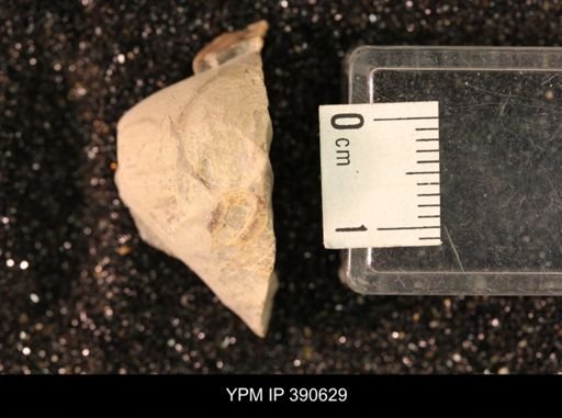 undet. Bivalvia