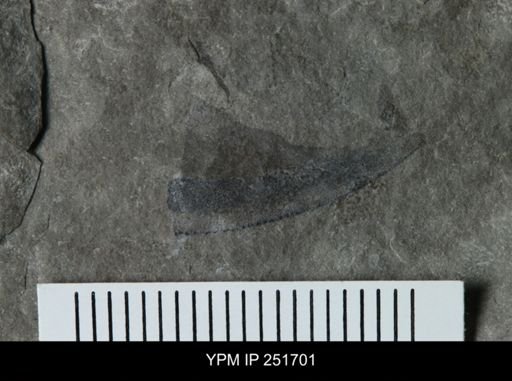 undet. Eurypterida