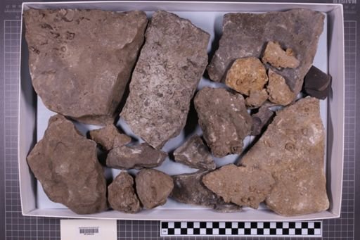 mixed taxa, stratigraphic collection