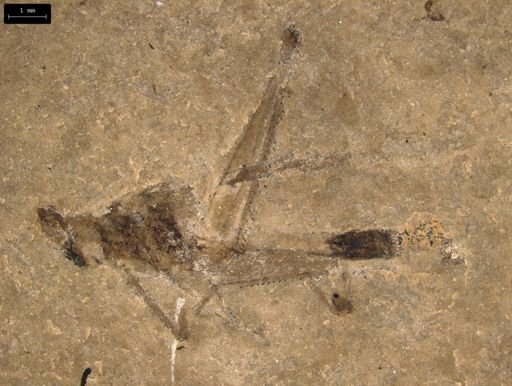undet. Caelifera