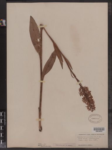 Habenaria psycodes