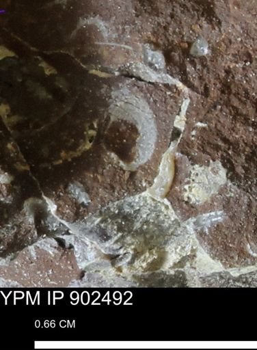 Bivalvia?