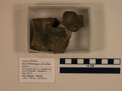 Palaeosyops paludosa
