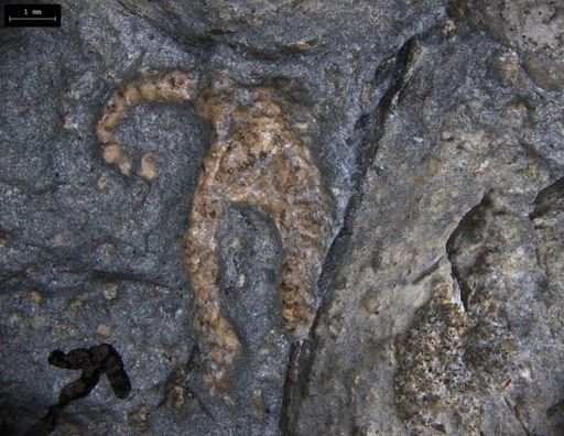 Aplocoma damesii
