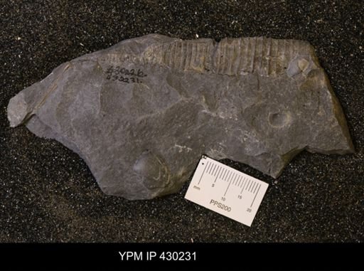 Spyroceras sp.