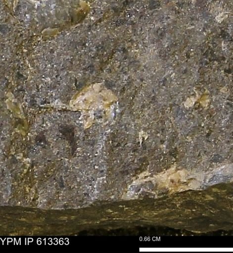 Scaphites sp.