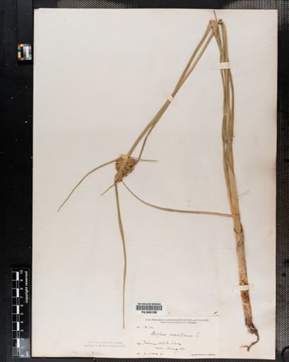 Scirpus paludosus